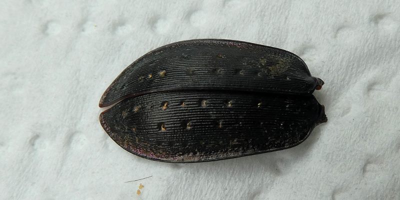 Flügeldecken von Gartenlaufkäfer Carabus hortensis