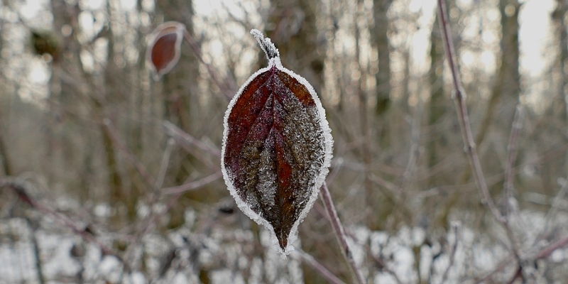 Hartriegelblatt im Frost