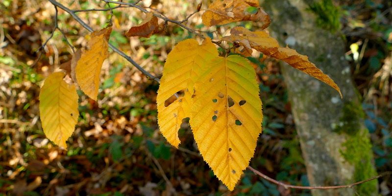 Herbstblatt Hainbuche