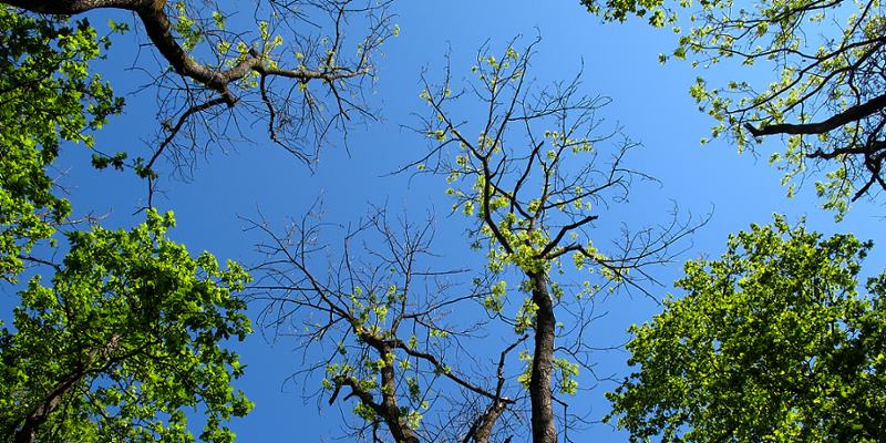 Pfütze im Raader Wald