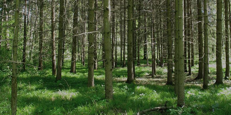 Furtgasse im Raader Wald