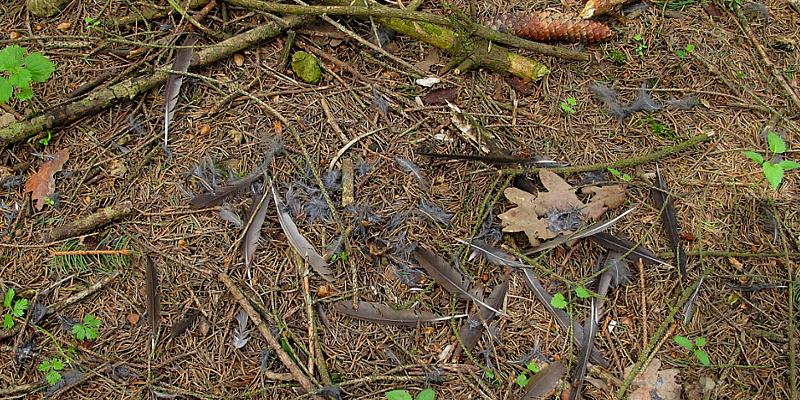 Furtgasse im Raader Wald