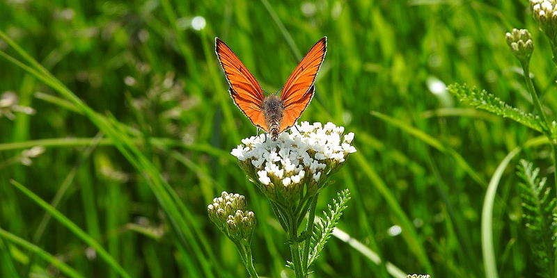 Schmetterling Großer Feuerfalter