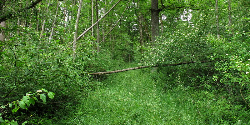 Furtgasse im Raader Wald